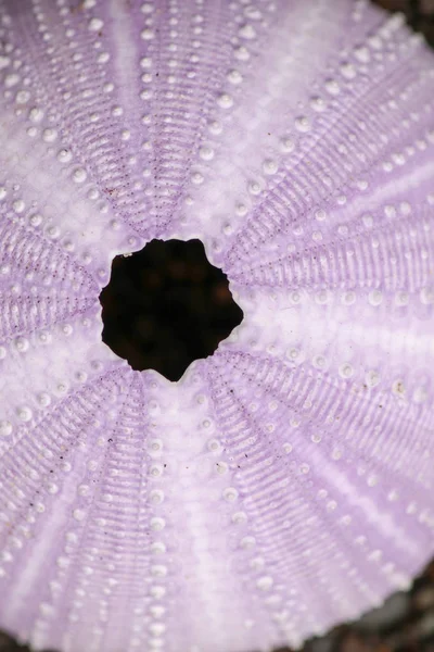 Közelkép a csontvázak egy Lásd sünök árnyalatú lila színű — Stock Fotó