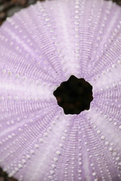 Detail of Violet colored Sea urchin shells on the wet sand. Clos — ストック写真