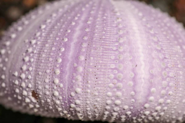 Purple skeleton pattern of Sea urchin. Close up of Disambiguatio — ストック写真