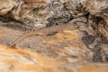 Gecko Hemidactylus 'un Asyalı ya da Avam Kamarası' ndaki bir odun parçasında çılgınlığı. Hemidactylus franatus le po so vtvi. Pasifik kertenkelesi ya da Ay kertenkelesi, Güneydoğu Asya 'nın bir yerlisidir..