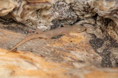 Gecko Hemidactylus 'un Asyalı ya da Avam Kamarası' ndaki bir odun parçasında çılgınlığı. Hemidactylus franatus le po so vtvi. Pasifik kertenkelesi ya da Ay kertenkelesi, Güneydoğu Asya 'nın bir yerlisidir..