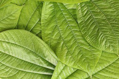 Yeşil tropik bitki yapraklarıyla donatılmış bir arka plan. Parlak yeşil kol