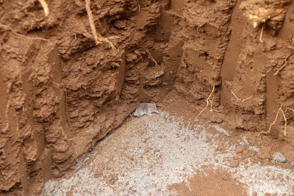 Um mouse cinza com um nariz longo preso em um buraco de metro de profundidade com um — Fotografia de Stock