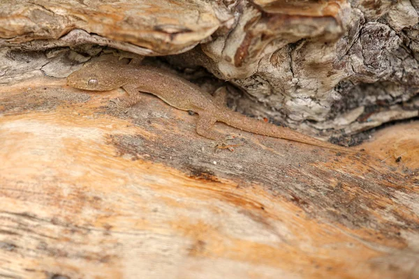 Asian or Common House Gecko Hemidactylus frenatus on a piece of wood. Hemidactylus frenatus le po such vtvi. Pacific gecko, Wall gecko, House lizard, or Moon lizard is a native of Southeast Asia.