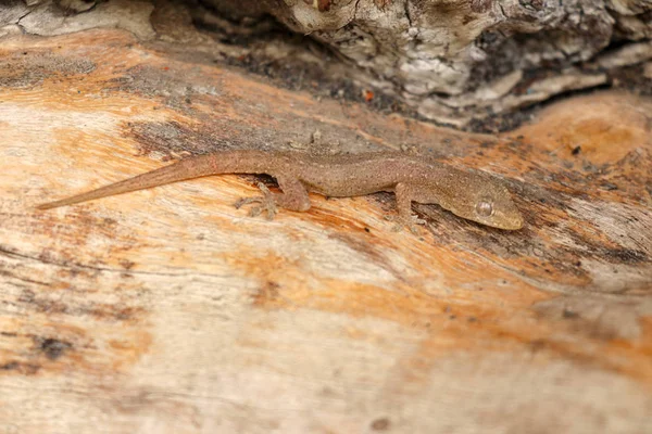 Asian or Common House Gecko Hemidactylus frenatus on a piece of wood. Hemidactylus frenatus le po such vtvi. Pacific gecko, Wall gecko, House lizard, or Moon lizard is a native of Southeast Asia.