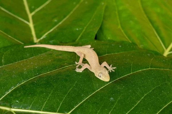Asian or Common House Gecko Hemidactylus frenatus lies on green