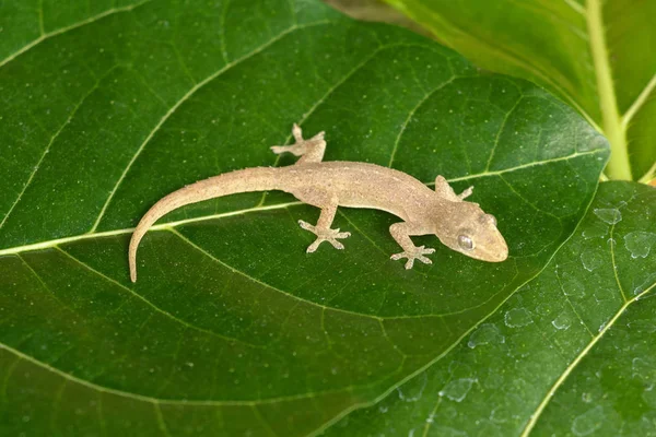 Ασιατικό ή κοινό σπίτι Gecko Hemidactylus frenatus βρίσκεται στο πράσινο — Φωτογραφία Αρχείου