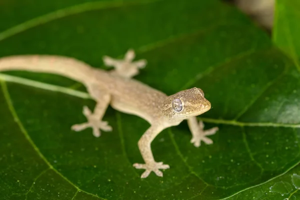 Gecko Hemidactylus çılgınlığı yeşil üzerine kuruludur — Stok fotoğraf