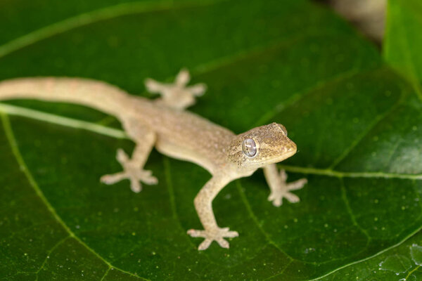 Asian or Common House Gecko Hemidactylus frenatus lies on green 