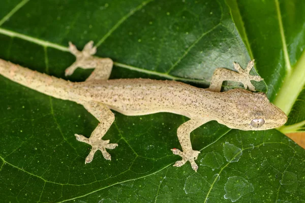 Asian or Common House Gecko Hemidactylus frenatus lies on green — Stock Photo, Image