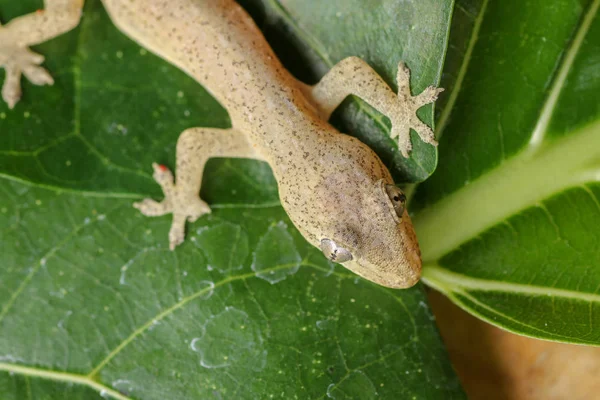 Asiatiska eller gemensamma huset Gecko Hemidactylus frenatus ligger på grön — Stockfoto