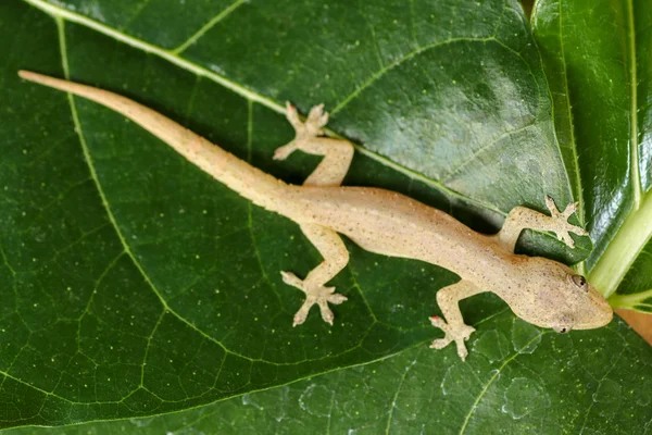 Ασιατικό ή κοινό σπίτι Gecko Hemidactylus frenatus βρίσκεται στο πράσινο — Φωτογραφία Αρχείου