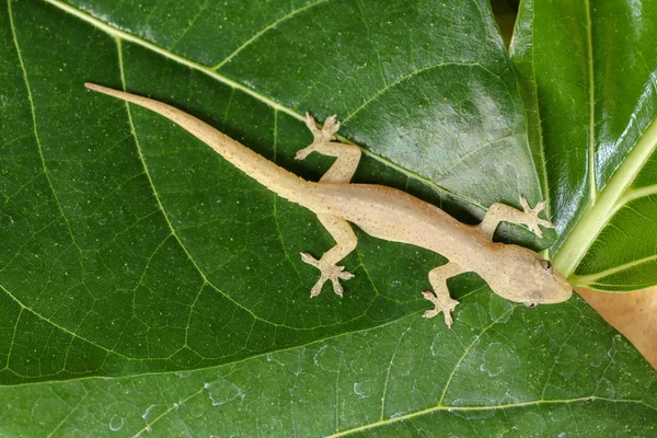 Asian or Common House Gecko Hemidactylus frenatus lies on green