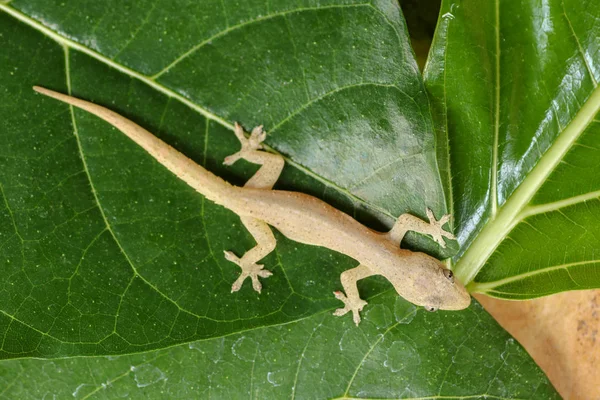 Ασιατικό ή κοινό σπίτι Gecko Hemidactylus frenatus βρίσκεται στο πράσινο — Φωτογραφία Αρχείου