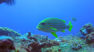 Renkli balıklı, kurdeleli tatlı dudaklı su altı mercan resifi. Clo