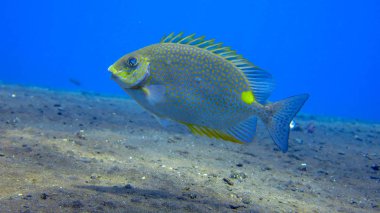 Yellow Spot Rabbitfish Siganus guttatus - tropical sea fish. Cor clipart