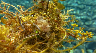 Beyaz boyanmış Kurbağa Balığı deniz yosunu, Tulamben, Bali ve ben ile saklanıyor.