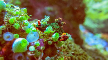 Nembrotha Kubaryana 'nın sualtı fotoğrafı. Renkli deniz sümüklüböceği.