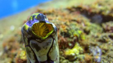 Polycarpa aurata, Mürekkep lekesi Deniz Fışkırtması olarak da bilinir.