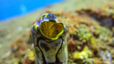 Polycarpa aurata, Mürekkep lekesi Deniz Fışkırtması olarak da bilinir.