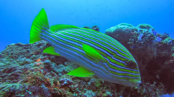 海底珊瑚礁，有五彩斑斓的鱼丝带甜嘴唇。 Clo — 图库照片