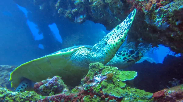 Big sea turtle swims in sea water. Hawksbill Sea Turtle closeup.