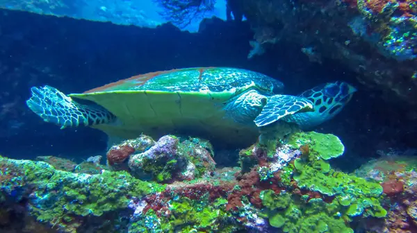 Big sea turtle swims in sea water. Hawksbill Sea Turtle closeup.