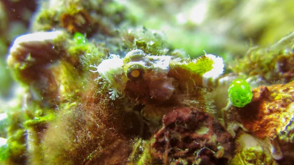 Green and white juvenile Tasseled scorpionfish, Scorpaenopsis ox — Stock Photo, Image