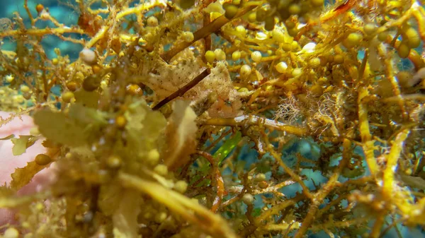 White painted Frogfish is hiding with seaweed, Tulamben, Bali, I — Stock Photo, Image