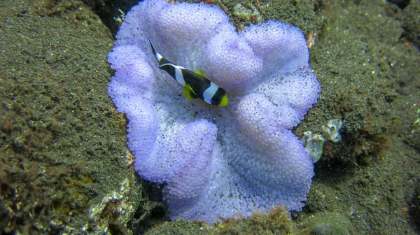 Clark 's Anemonefish among sea anemone tentacles. Amphiprion Clar — Foto de Stock