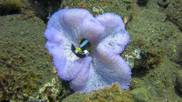 Clark's Anemonefish among sea anemone tentacles. Amphiprion Clar — Stock Photo, Image