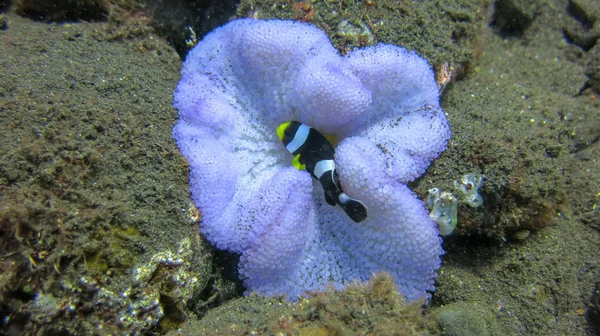 Clark's Anemonefish among sea anemone tentacles. Amphiprion Clar — Stock Photo, Image