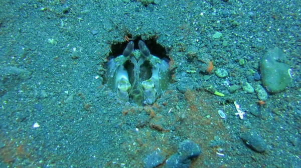 Odontodactylus Scyllarus in sandy burrow on ocean bottom. Peacoc