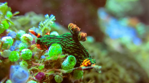 Underwater picture of Nembrotha Kubaryana. Colorful sea slug dor