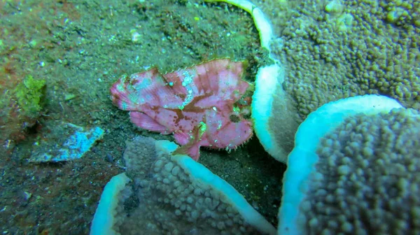 Red Leaf scorpionfish in the tropical reef. Close-up of the veno — Stock Photo, Image