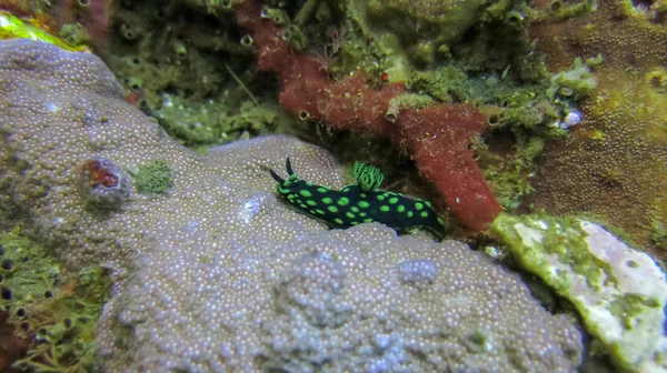 Nembrotha cristata verde se asoma desde la punta de un arrecife en el mar — Foto de Stock