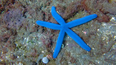 Linckia laevigata on Coral Reef of Tulamben, Bali, Indonesia. A 