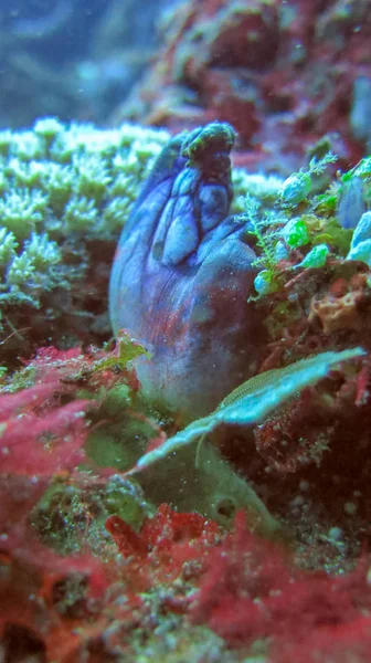 位于巴厘岛海珊瑚中的Polycarpa Aurata 。 紫罗兰蓝斑 — 图库照片