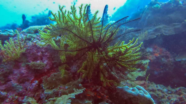 Black Sea Lily with green-yellow coral in the background. Crinoi