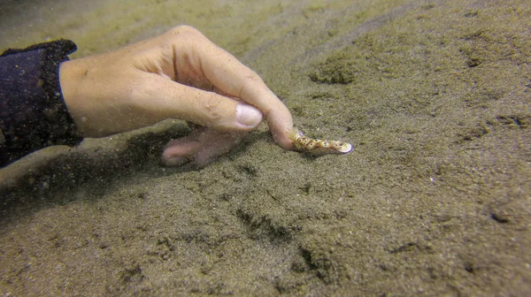 Diver tocca Hypselodoris Tryoni con un dito della mano. Bello. — Foto Stock