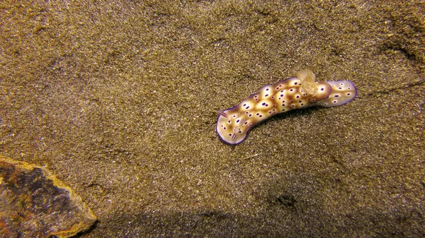 Blick von oben auf Hypselodoris tryoni auf dem sandigen Boden in Tulamben, — Stockfoto