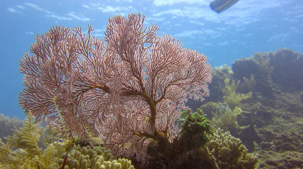 Pink Knotted Sea Fan with variety of soft corals in tropical ree — Stok fotoğraf