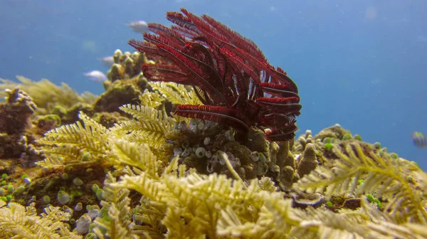 Dark red Sea Lily with green-yellow coral in the background. Cri
