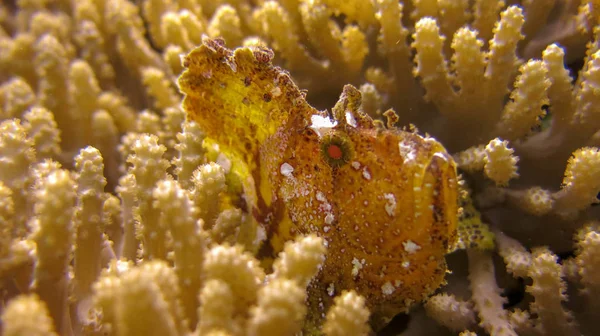 Leaf Scorpionfish or Paperfish with yellow color and white spots — Stock Photo, Image