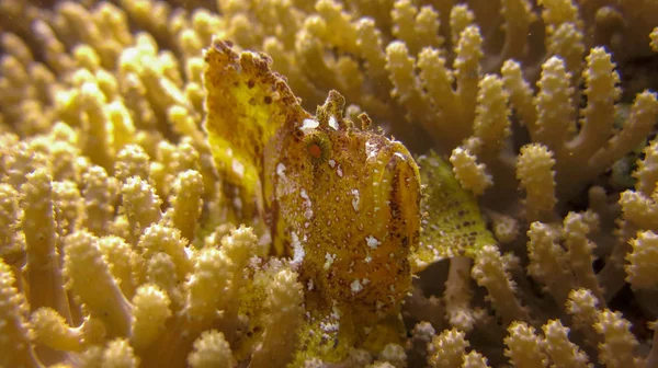 Leaf Scorpionfish or Paperfish with yellow color and white spots — Stock Photo, Image