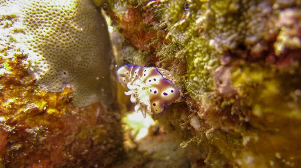 Hypselodoris Tryoni have no shells, quills or mantle cavities, f — Stock Photo, Image
