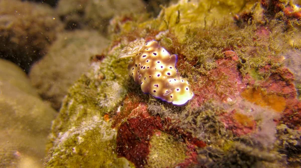 Hypselodoris Tryoni non ha gusci, aculei o cavità del mantello, f — Foto Stock