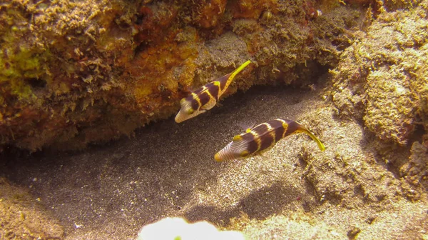 A Pair of Valentin's Sharpnose Pufferfish in Bali Sea, Indonesia — 图库照片