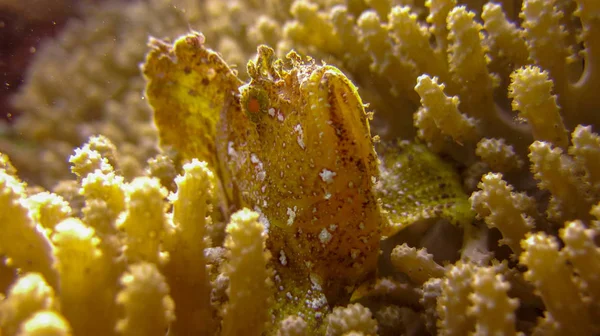 Leaf Scorpionfish or Paperfish with yellow color and white spots — Stock Photo, Image