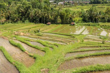 Suyla ıslanmış taze pirinç fidanlarıyla dolu bir tarla. Yeşil pirinç 